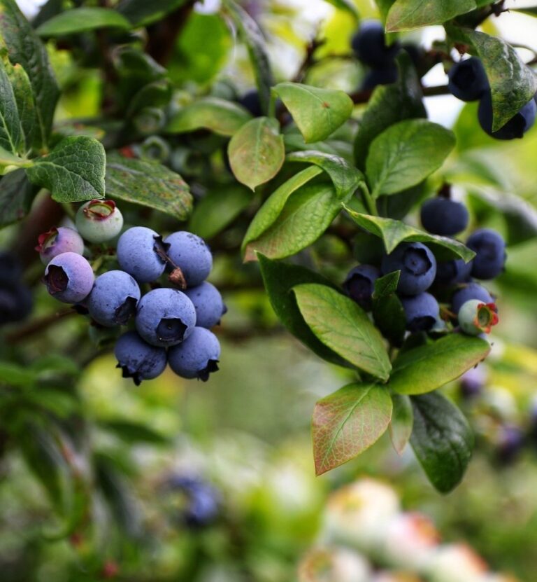 Blueberries The Superfruit