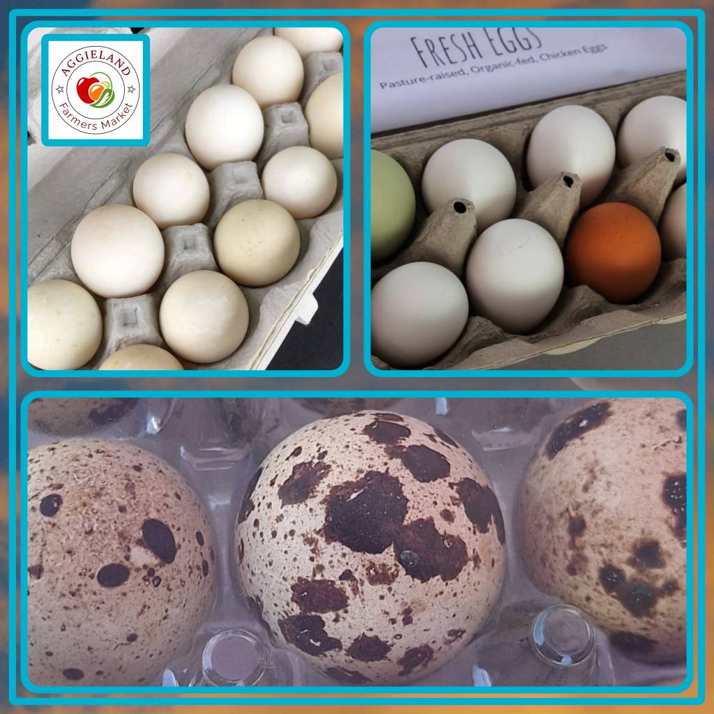 eggs