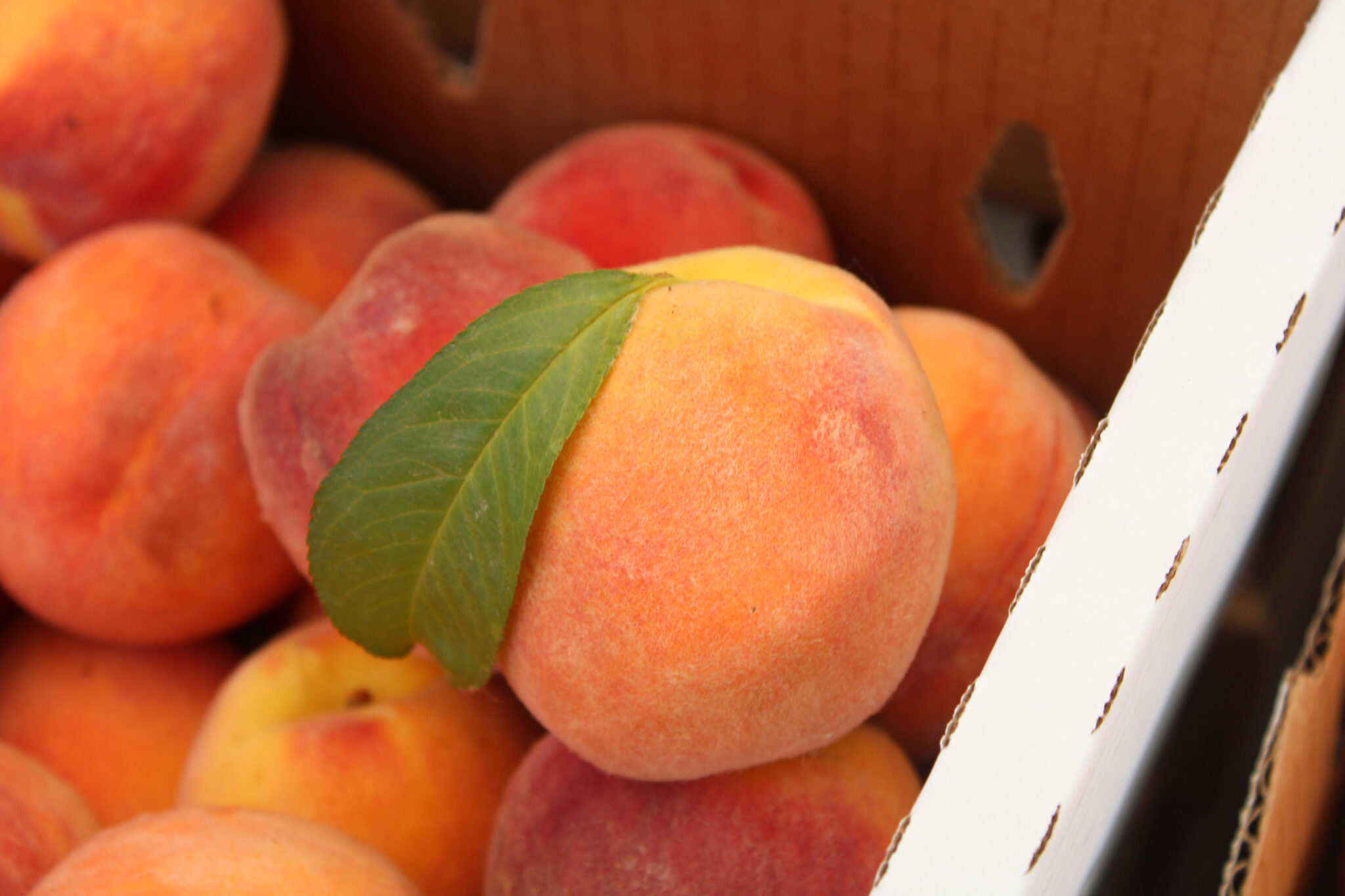 About Pueblo Farmers Market